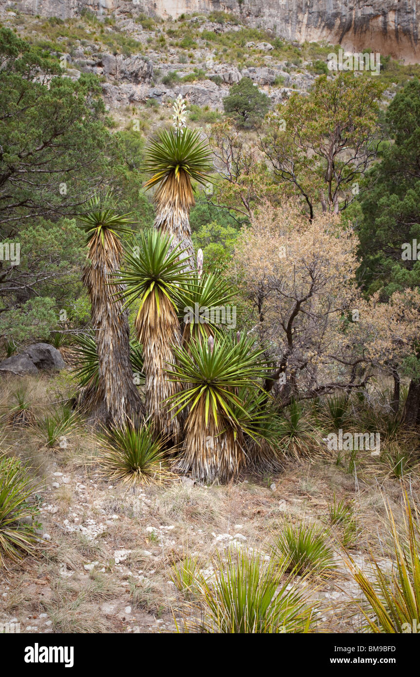 Faxon yucca (Yucca faxoniana), McKittrick Canyon, Guadalupe Mountains National Park, Texas Stock Photo