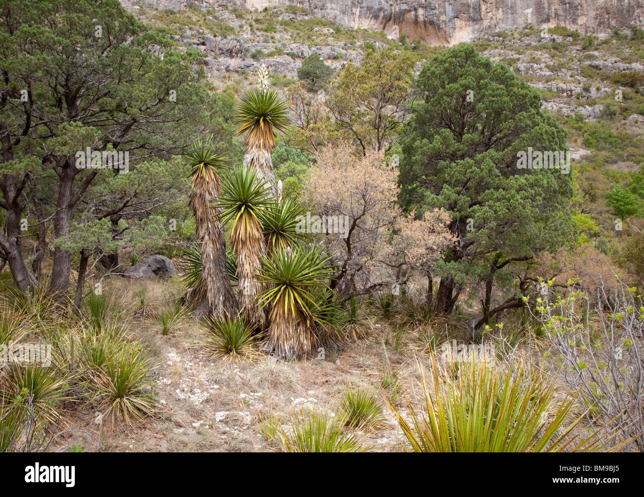 Faxon yucca (Yucca faxoniana), McKittrick Canyon, Guadalupe Mountains National Park, Texas Stock Photo