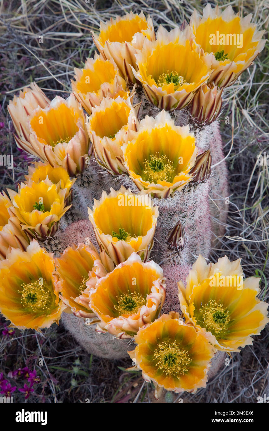 Texas rainbow cactus (Echinocereus triglochidiatus), Guadalupe Mountains National Park, Texas Stock Photo