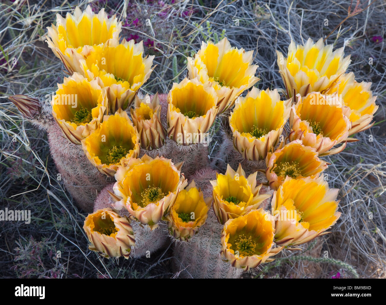 Texas rainbow cactus (Echinocereus triglochidiatus), Guadalupe Mountains National Park, Texas Stock Photo