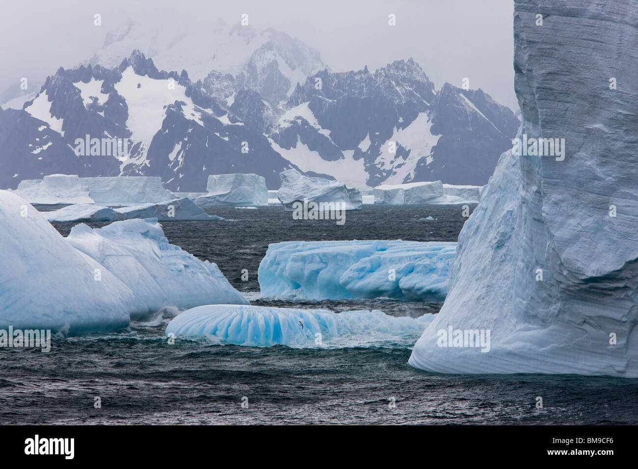 Large field of blue icebergs floating in stormy ocean with snow covered mountains of South Georgia in background Stock Photo