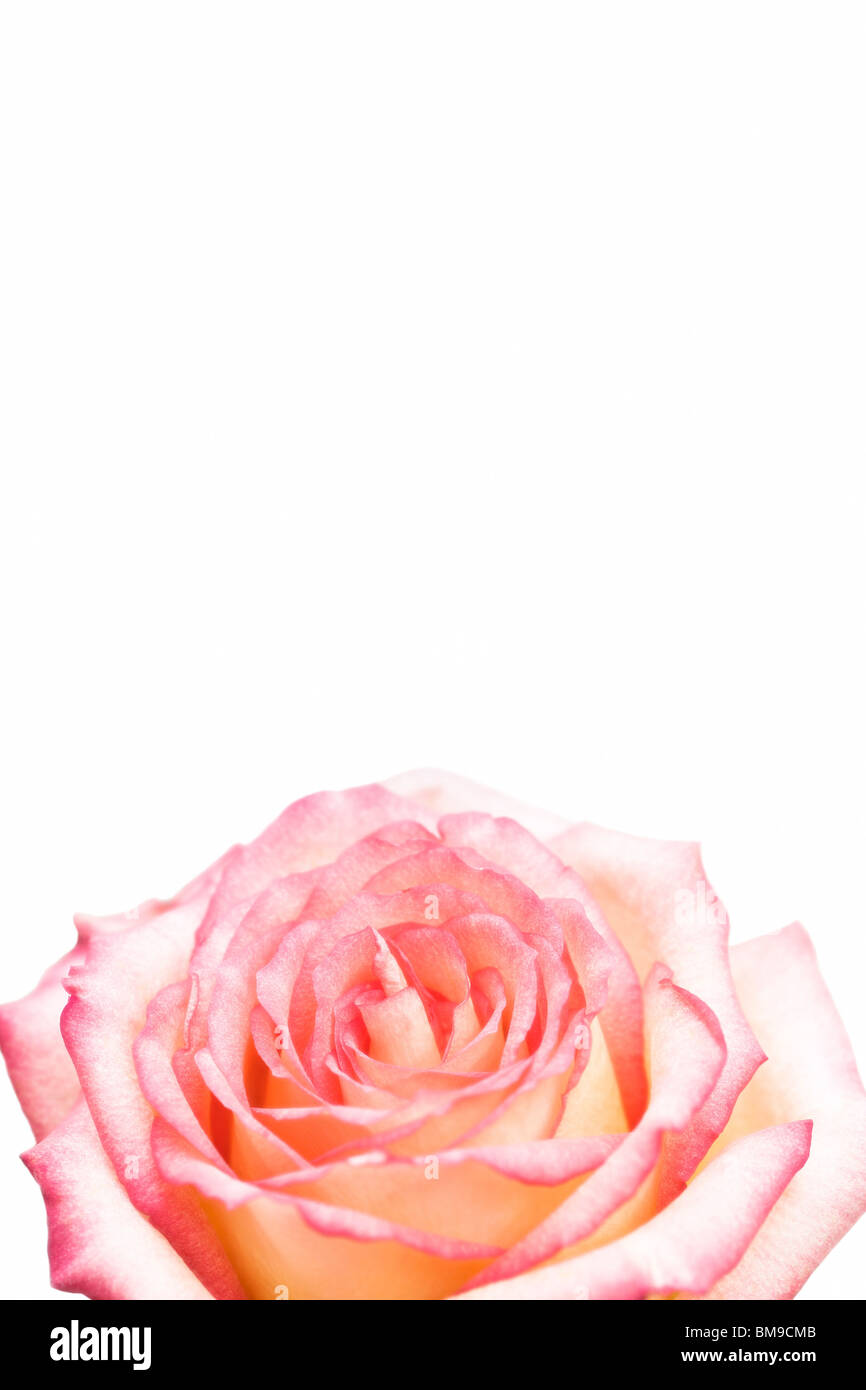 Rose pics hi-res stock photography and images - Alamy