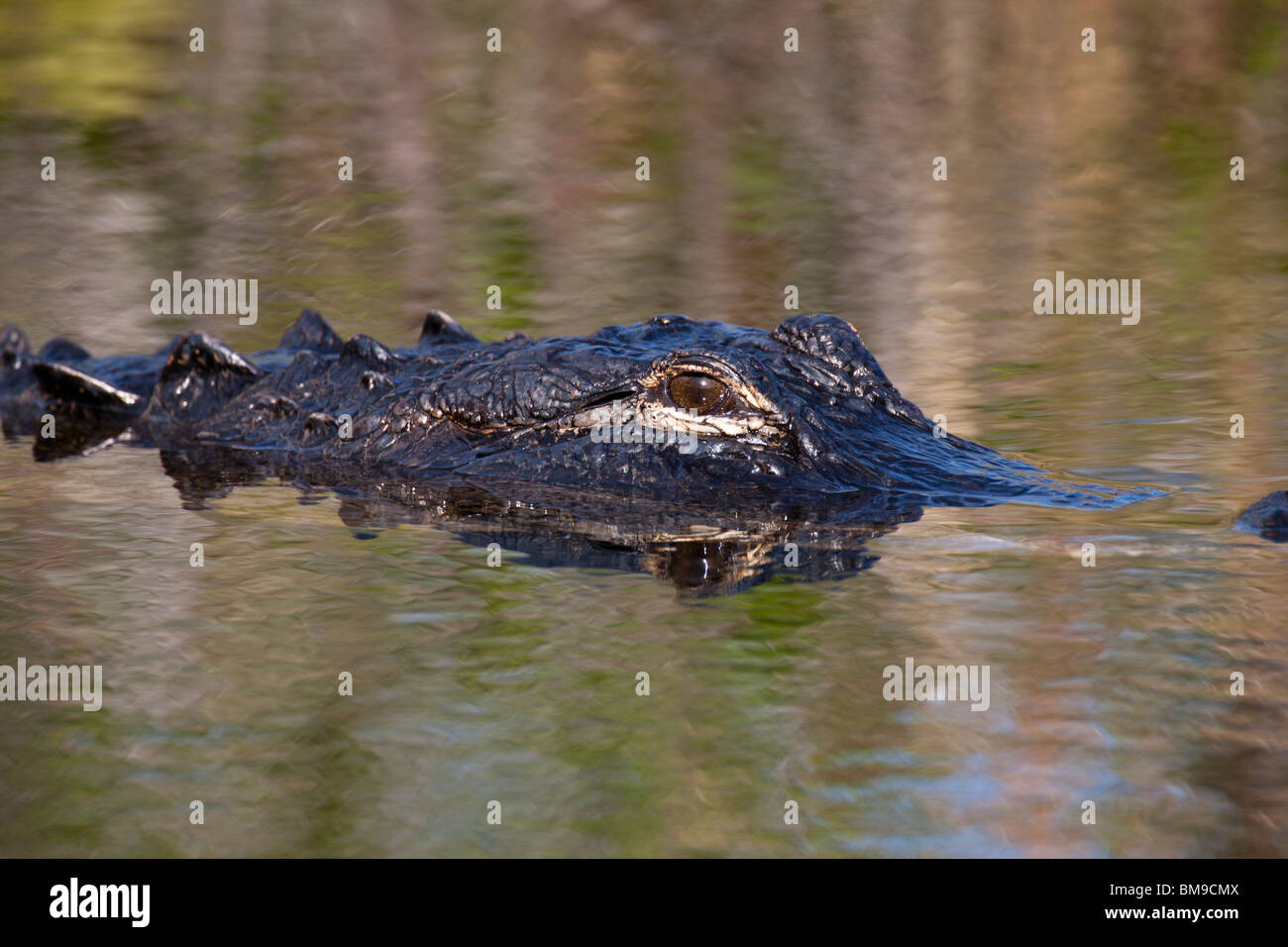 Close-up of eye and reflection of endangered Alligator swimming in calm waters of Everglades National Park Florida USA Stock Photo