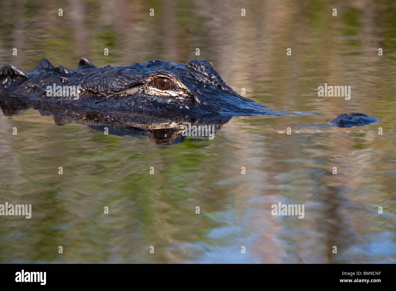 Close-up detailed profile alligator head, eye and snout reflection in water swimming, floating in calm waters of Everglades National Park Florida USA Stock Photo