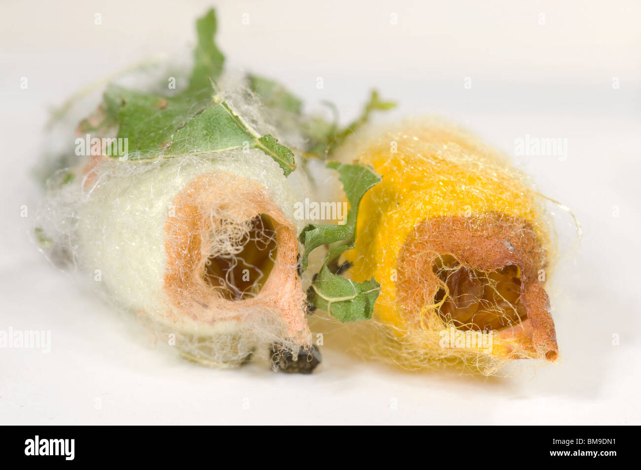 View Cocoon Silk Pics