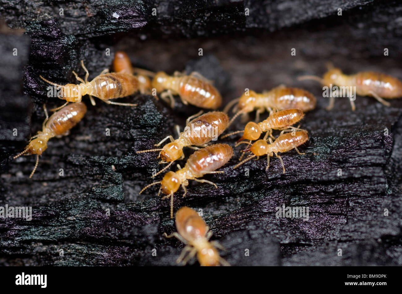 Australian termite workers and soldiers Stock Photo