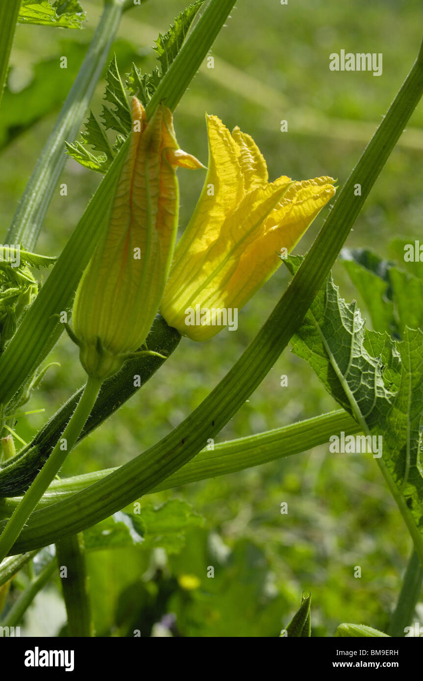 Flowers of zucchini (Cucurbita pepo) in a kitchen garden Stock Photo