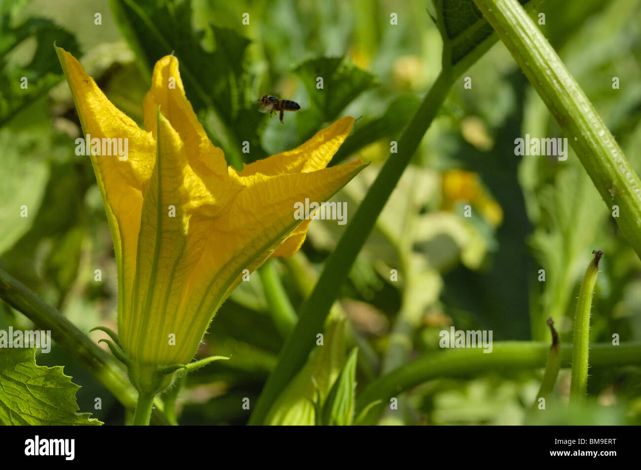 Bee flying over a flower of zucchini (Cucurbita pepo) in a kitchen garden Stock Photo