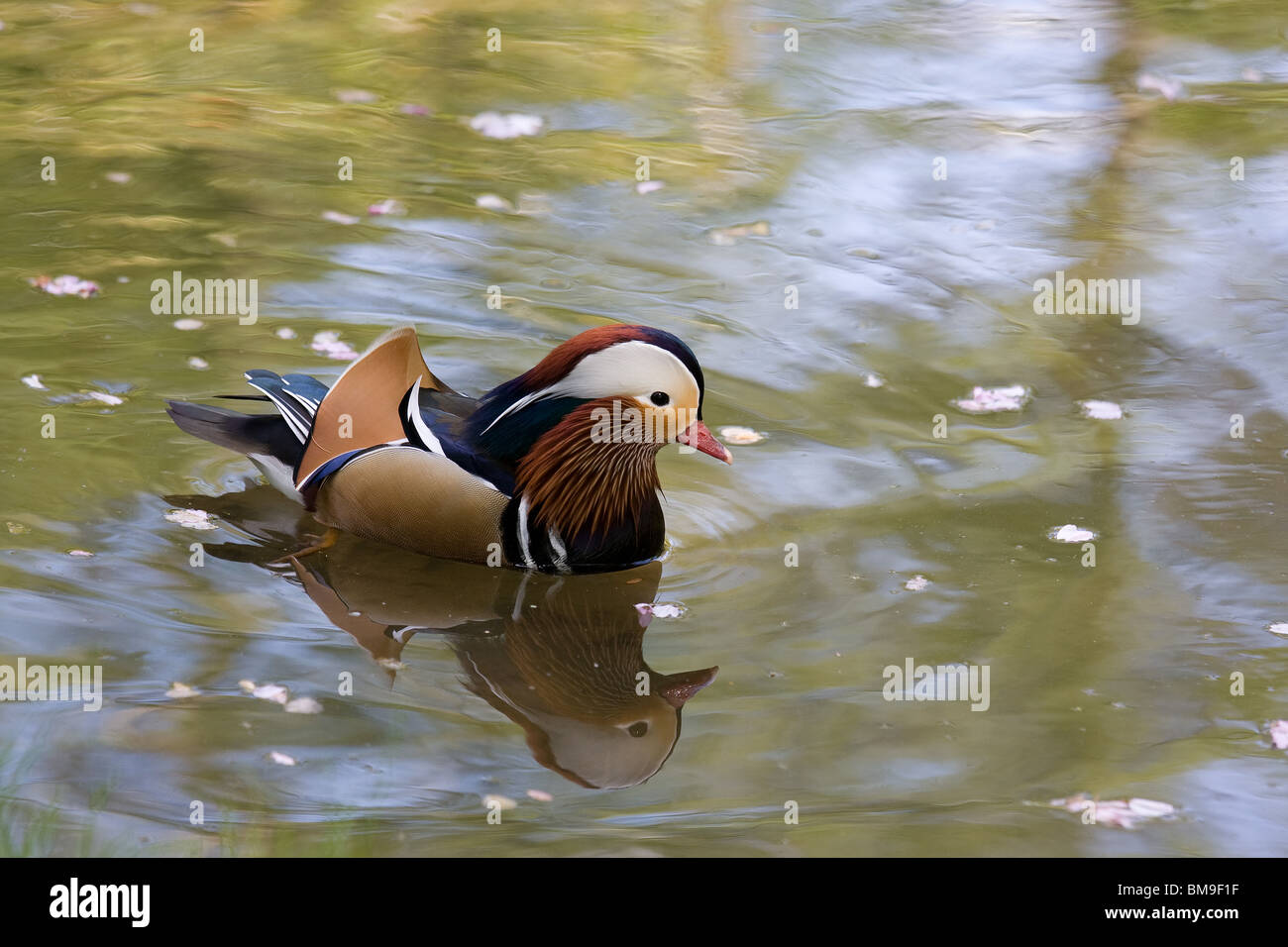 A Mandarin duck swimming on a pond Stock Photo - Alamy