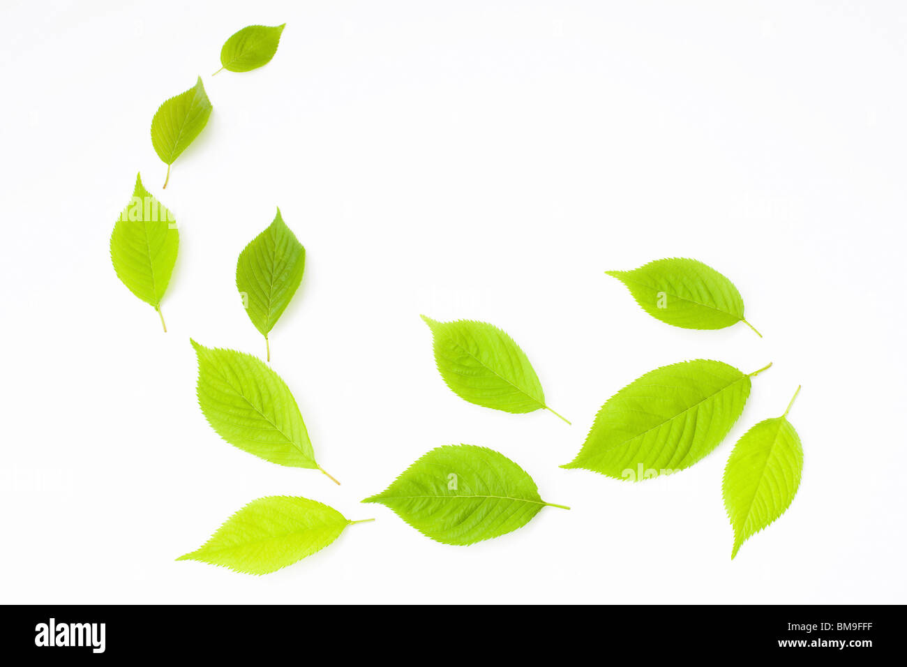 Green leaves on white background Stock Photo