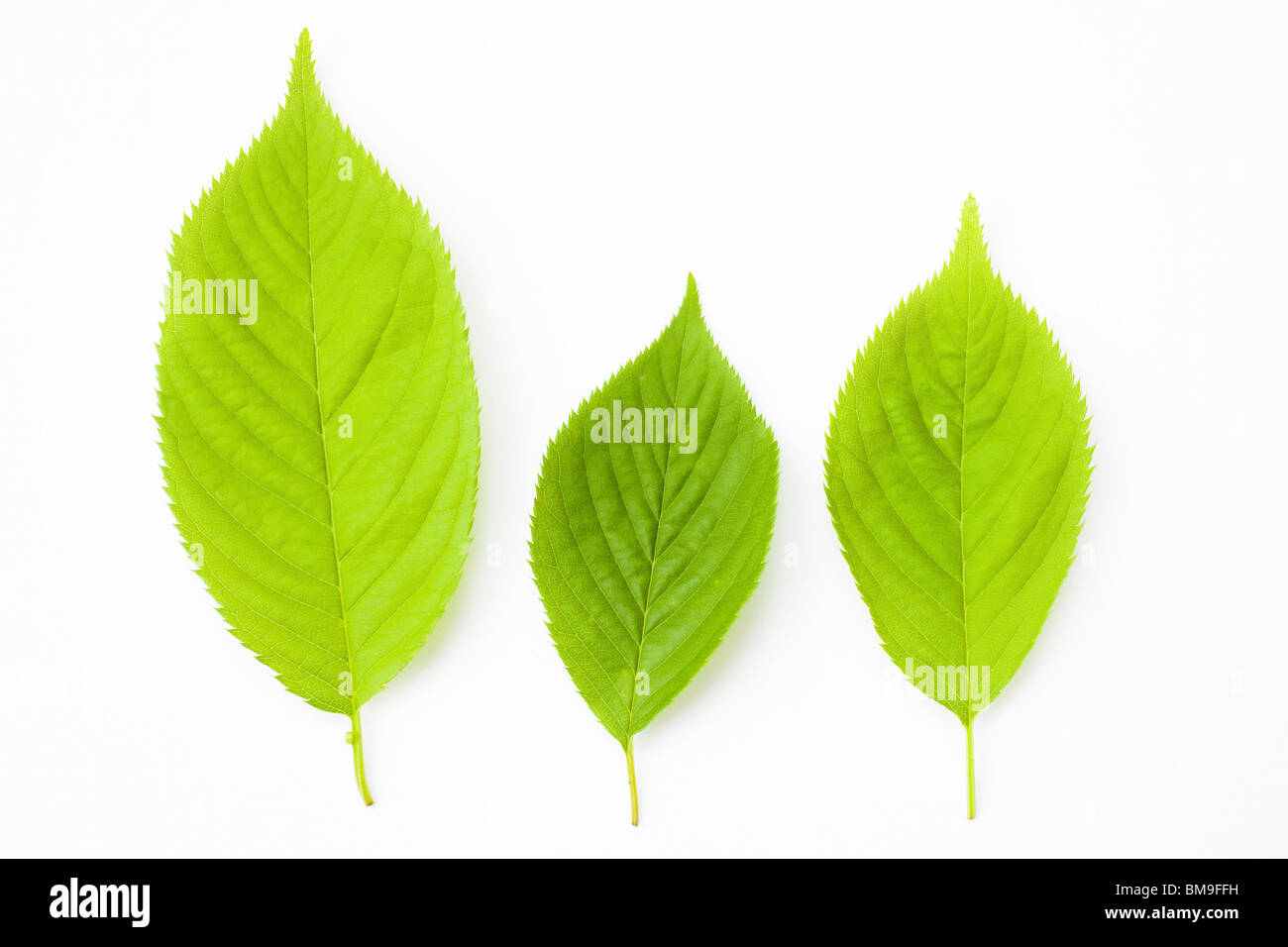 Three green leaves on white background, side by side Stock Photo