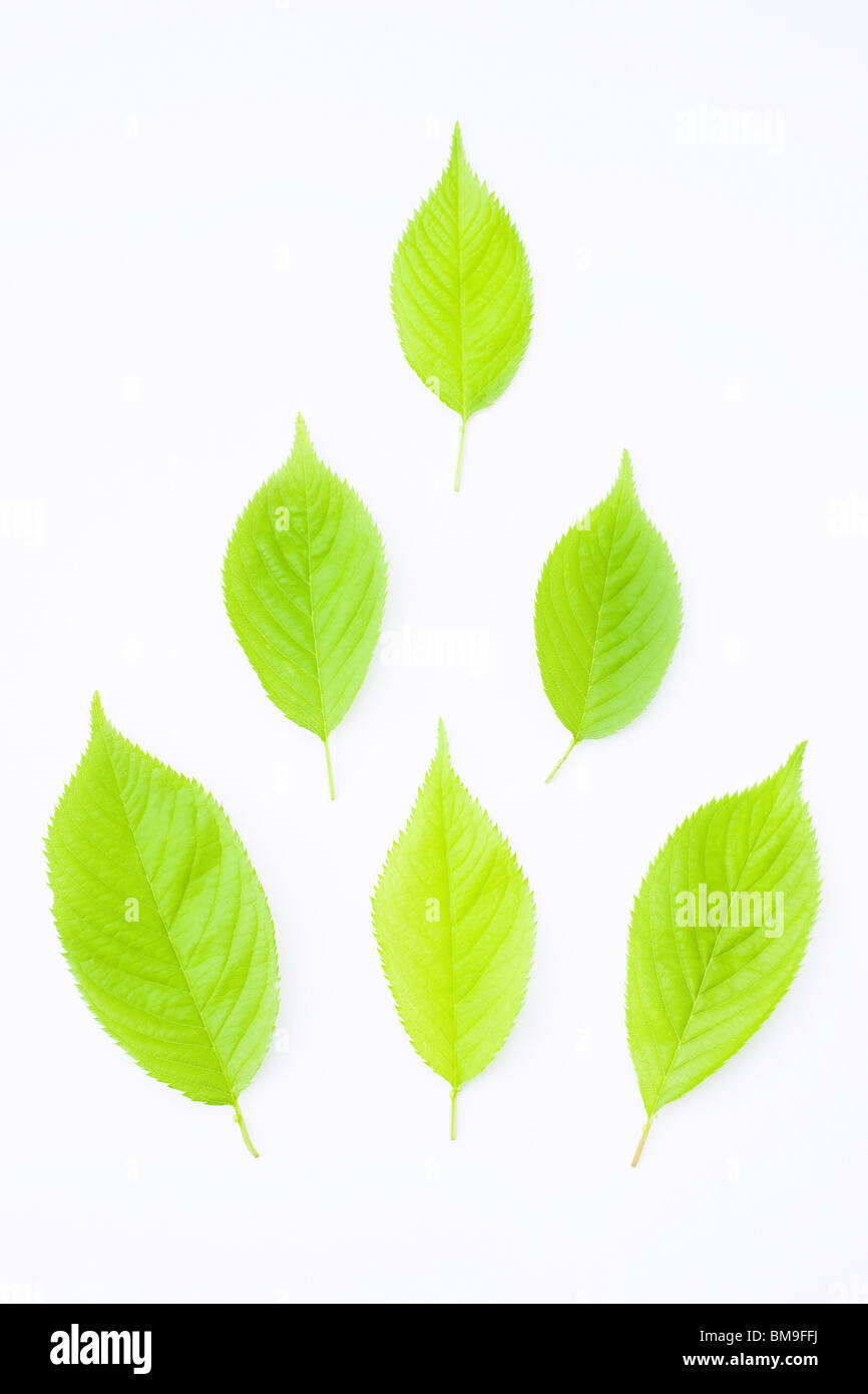 Green leaves placed in pyramid shape, white background Stock Photo