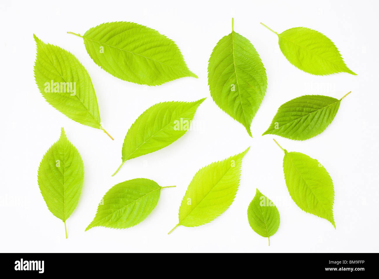 Green leaves on white background Stock Photo