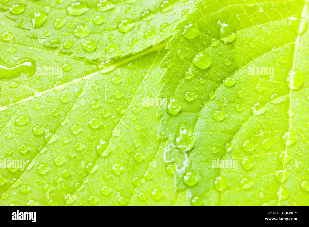 Green plant leaves water drops hi-res stock photography and images - Alamy