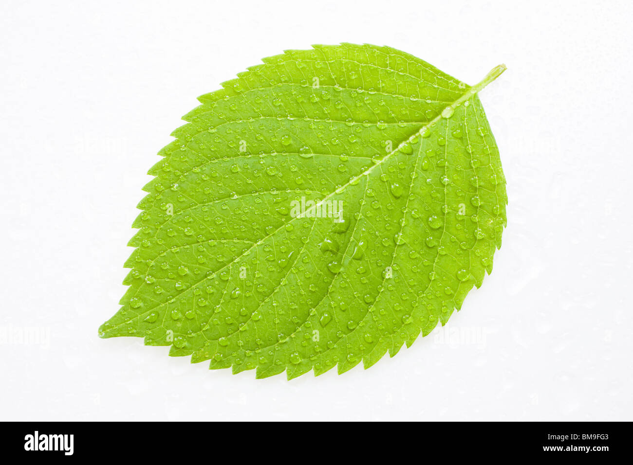 Green leaf with water drops, close up, white background Stock Photo