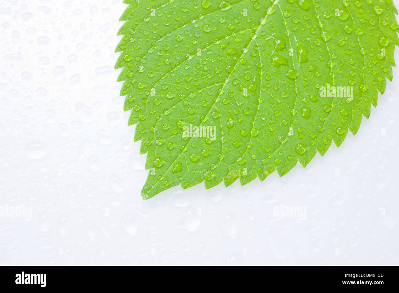 Green leaf with water drops, close up, white background Stock Photo - Alamy