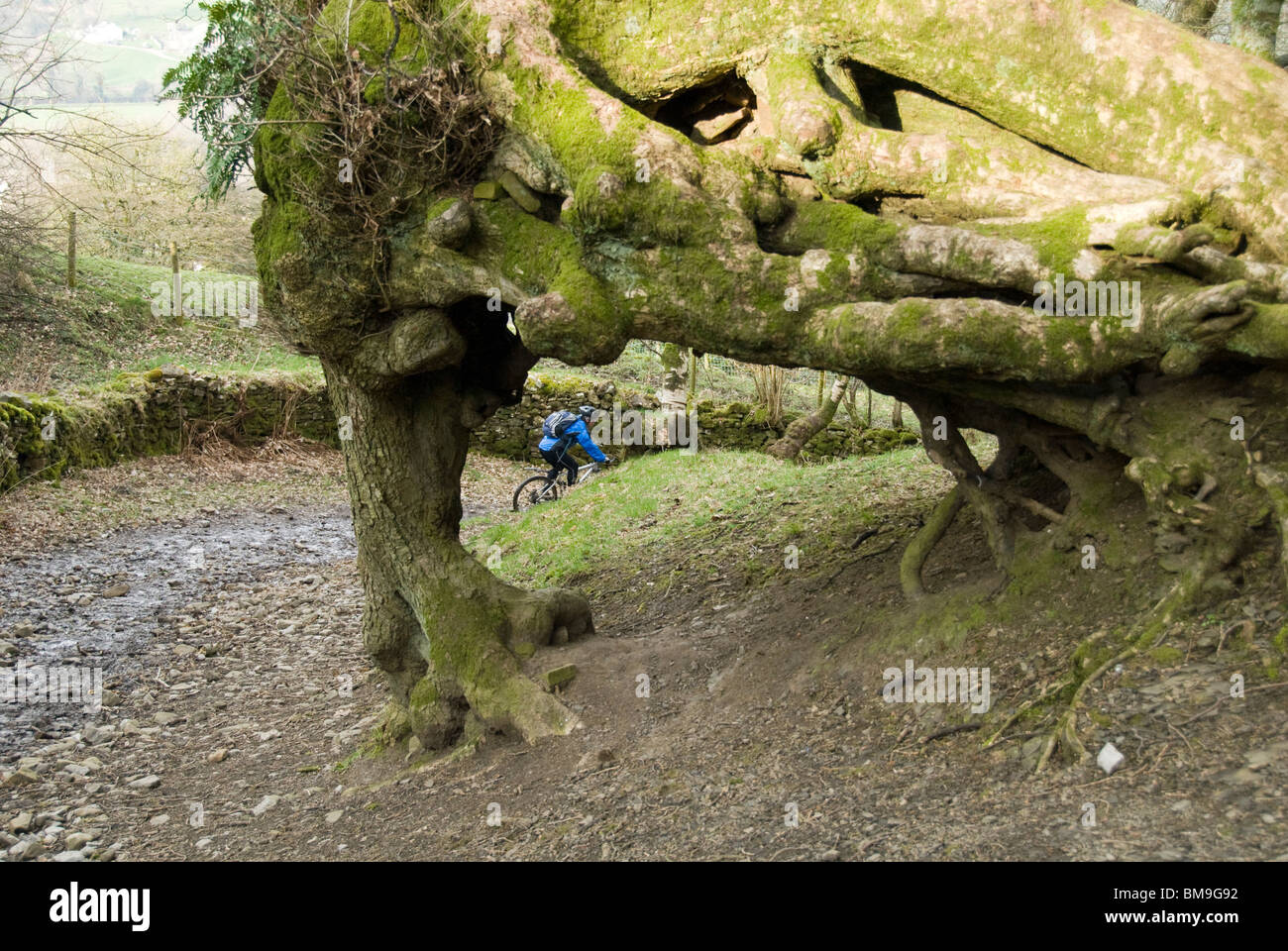 The Wishing Tree at Dent village, Yorkshire Dales National Park, Cumbria, England, UK Stock Photo