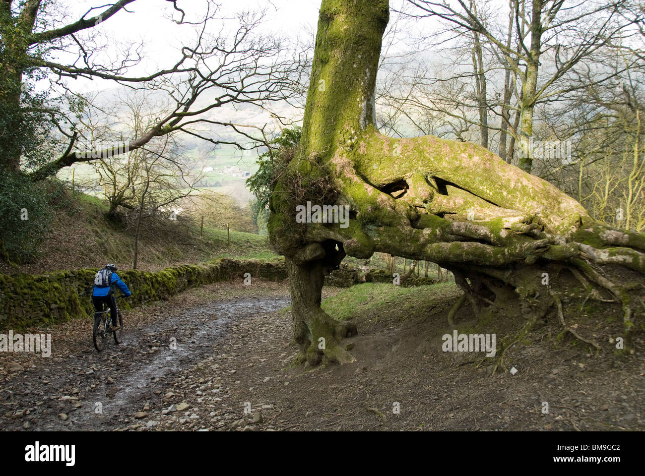 The Wishing Tree at Dent village, Yorkshire Dales National Park, Cumbria, England, UK Stock Photo