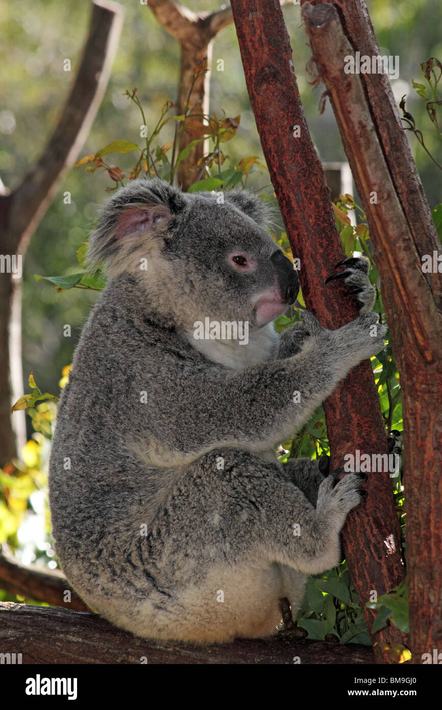 KOALA BEAR SITTING IN A GUM TREE AUSTRALIA Stock Photo - Alamy