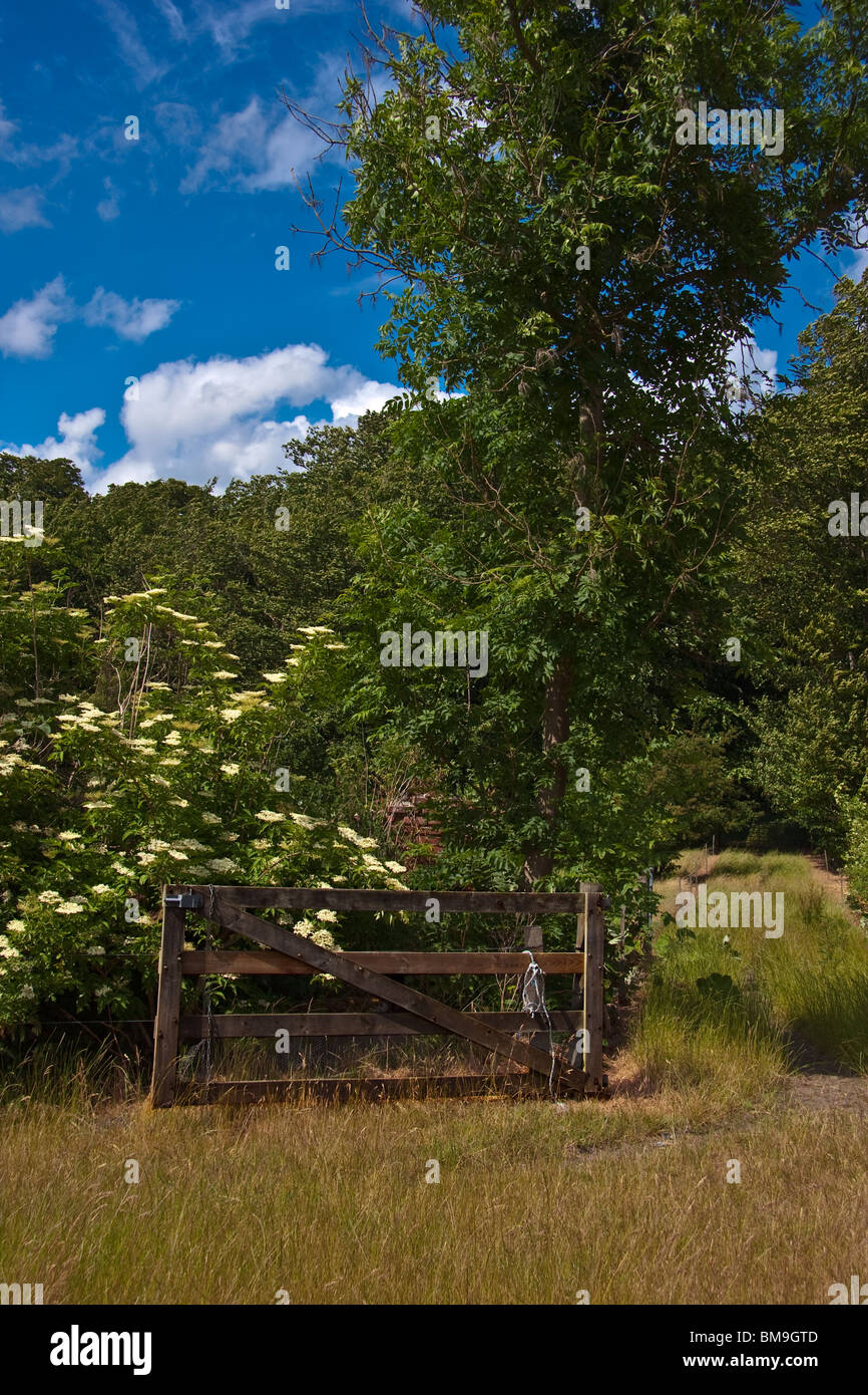 Old fence overgrown with [Garden Angelica ] Stock Photo