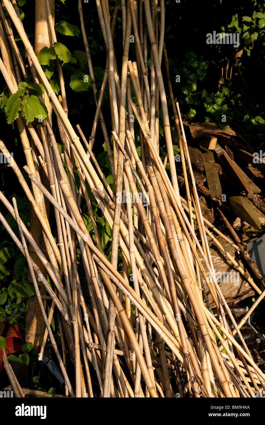 Bamboo stalks growing hires stock photography and images Alamy