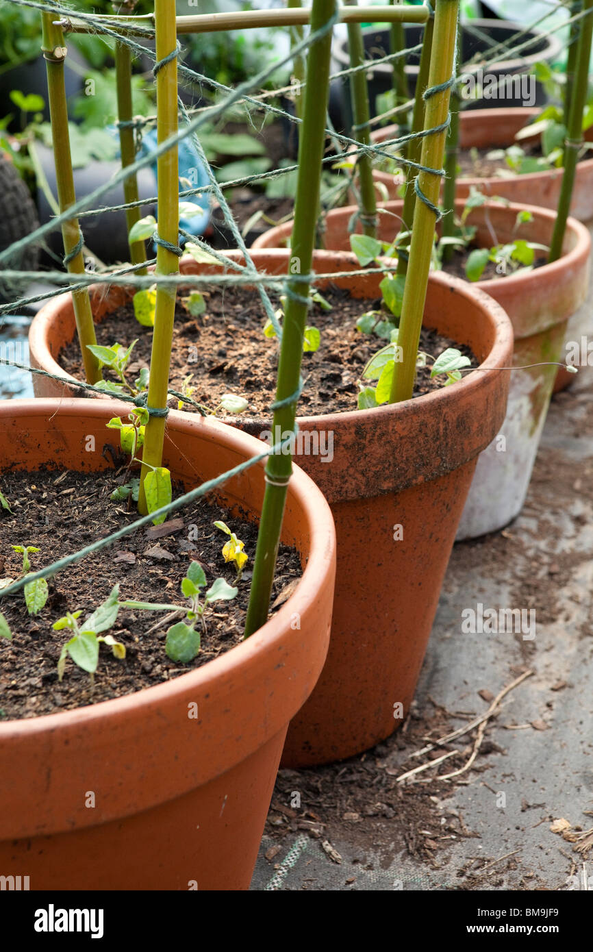 Young Thunbergia plants in terracotta pots ready to grow up the bamboo