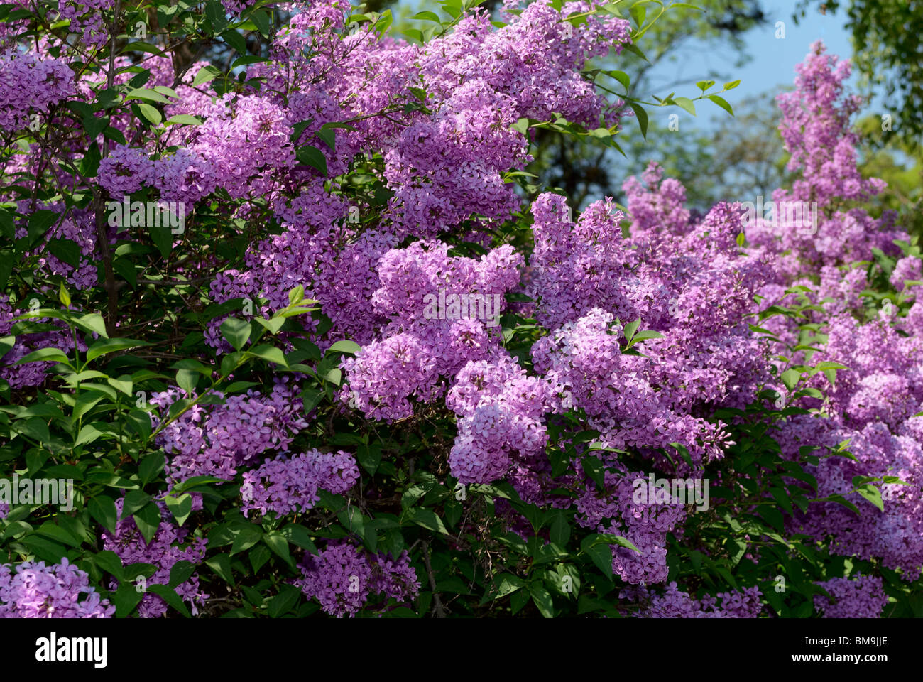 Lilac bush in the park. Spring Morning. Stock Photo