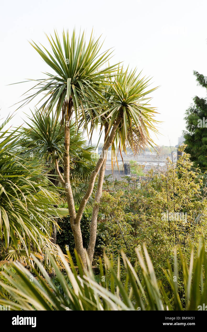 Large Cordyline australis or commonly known as the Cabbage tree Stock Photo