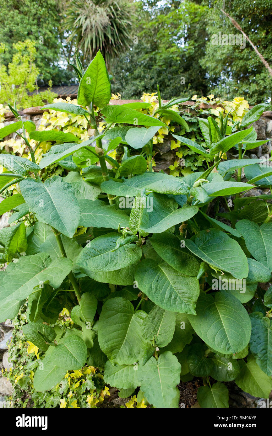 Japanese knotweed -  fallopia japonica - Which is classed as an invasive weed, and grows very quickly. Stock Photo