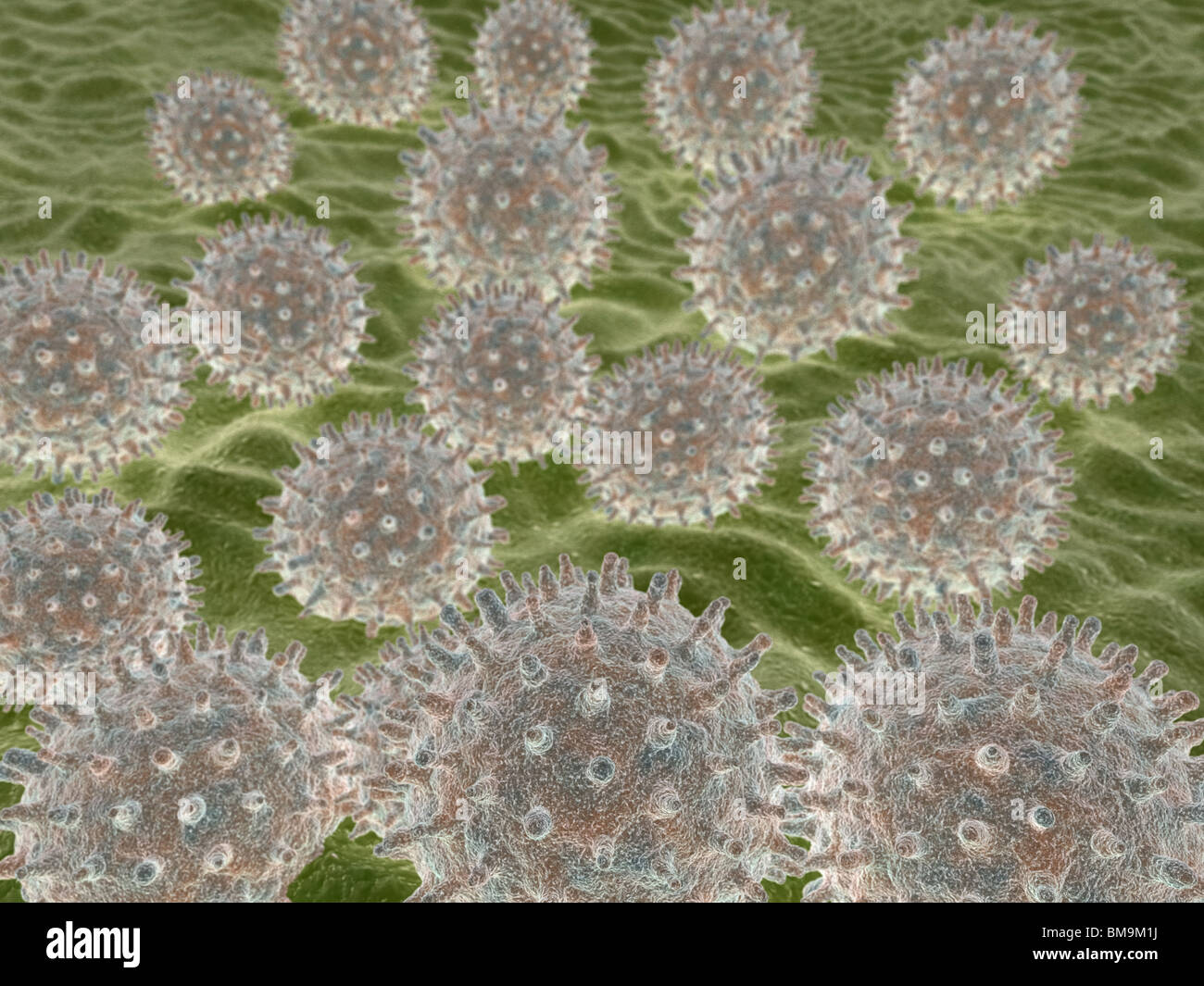 Pollen grains of prairie hollyhock (Sidalcea malviflora). Stock Photo