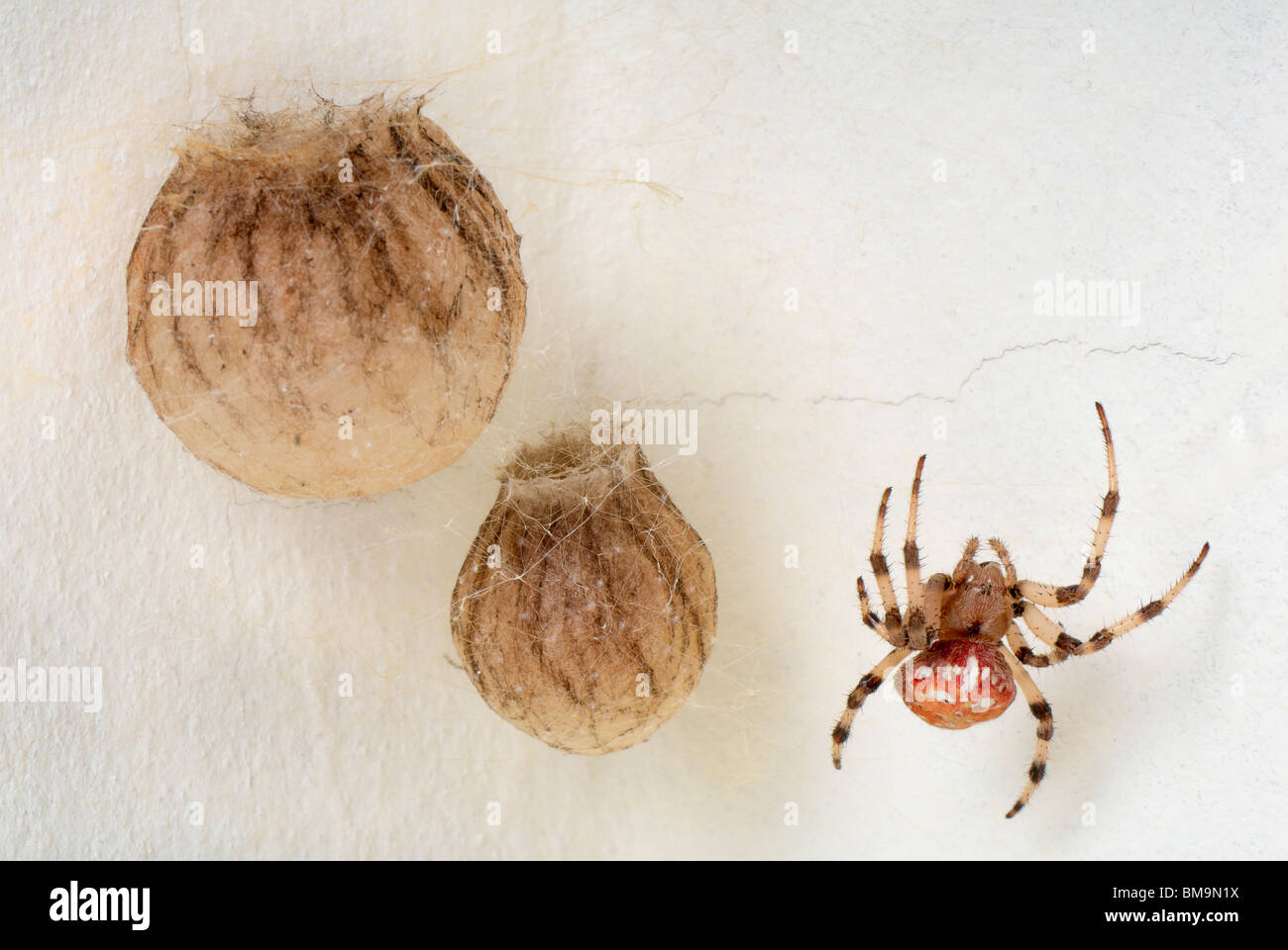 The female spiders Araneus marmoreus guarding their nests Stock Photo