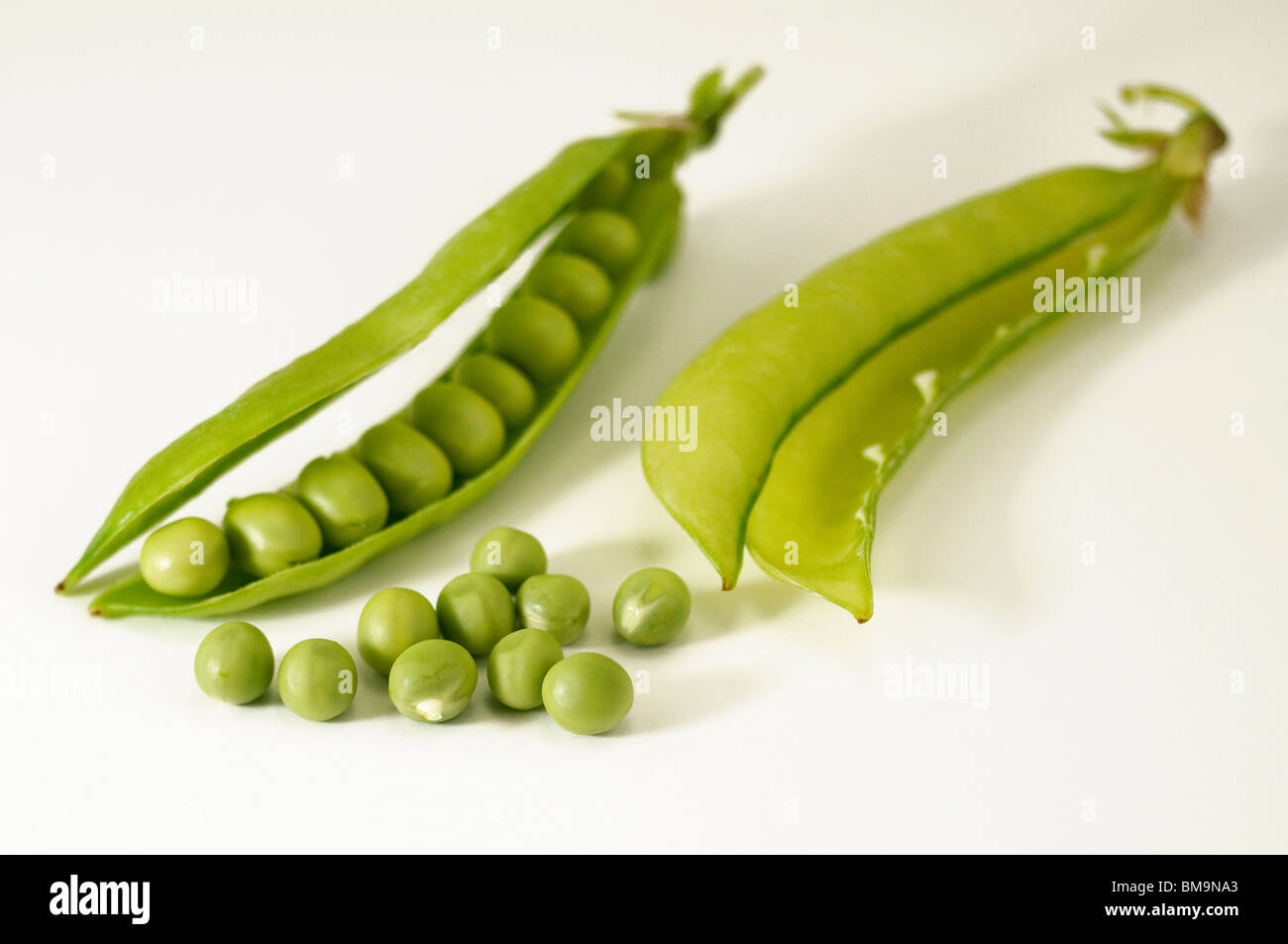 Garden Pea, Pea (Pisum sativum). Opened unripe pods and green peas, studio picture. Stock Photo