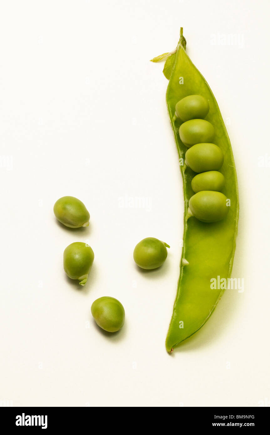 Garden Pea, Pea (Pisum sativum). Opened unripe pod and green peas, studio picture. Stock Photo