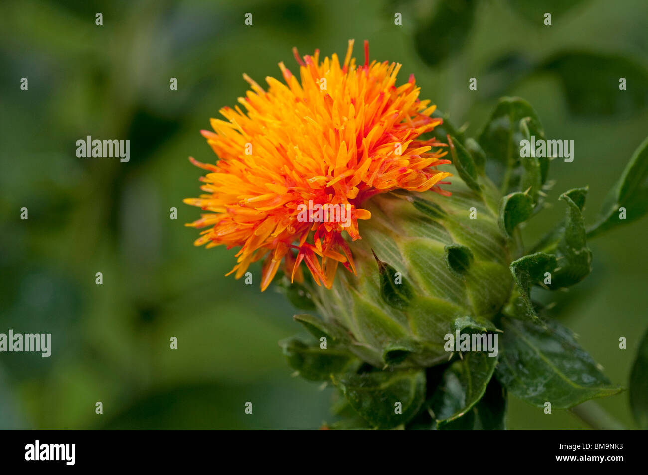 Dyers saffron fake saffron carthamus hires stock photography and