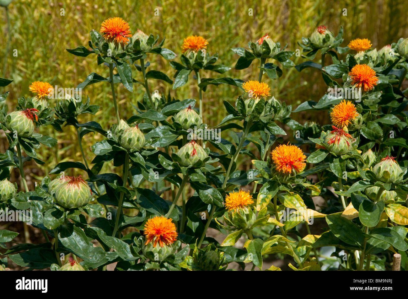 Dyers Saffron, Fake Saffron (Carthamus tinctorius), flowering plants