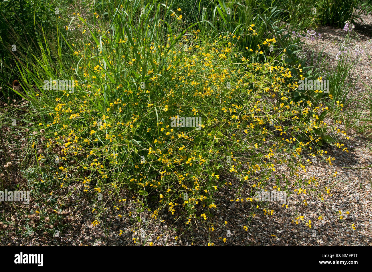 Yellow False Indigo, Wild Indigo (Baptisia tinctoria), flowering bush. Stock Photo