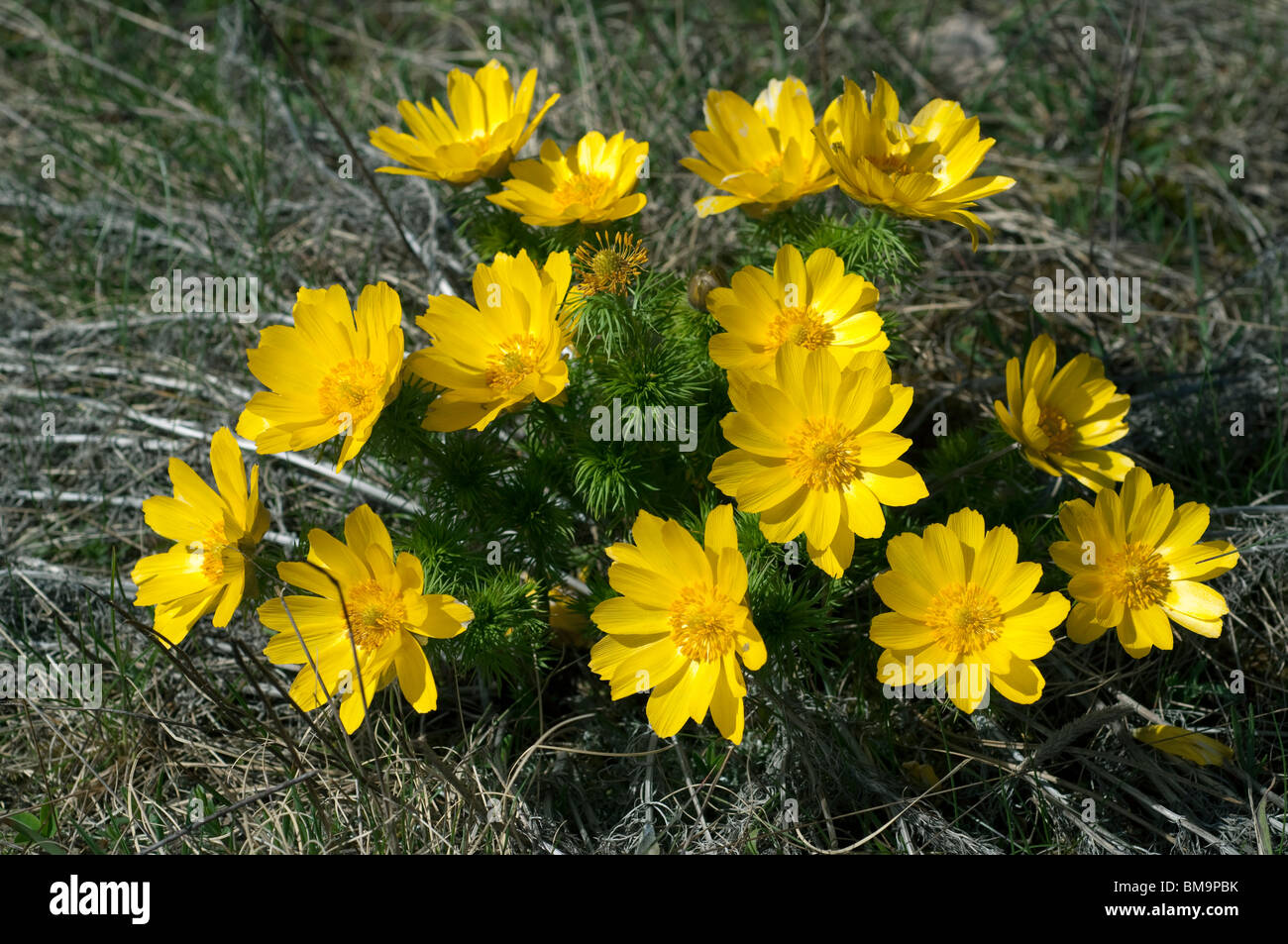 Spring Adonis, Yellow Pheasants Eye (Adonis vernalis), flowering plant. Stock Photo