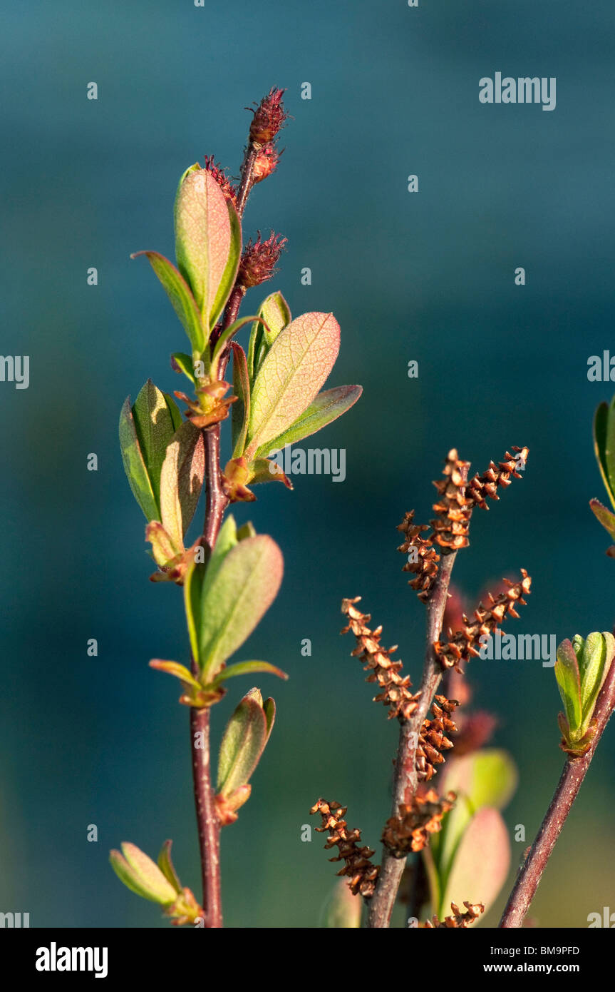 Bog Myrtle, Sweet Gale (Myrica gale), flowering twigs. Stock Photo