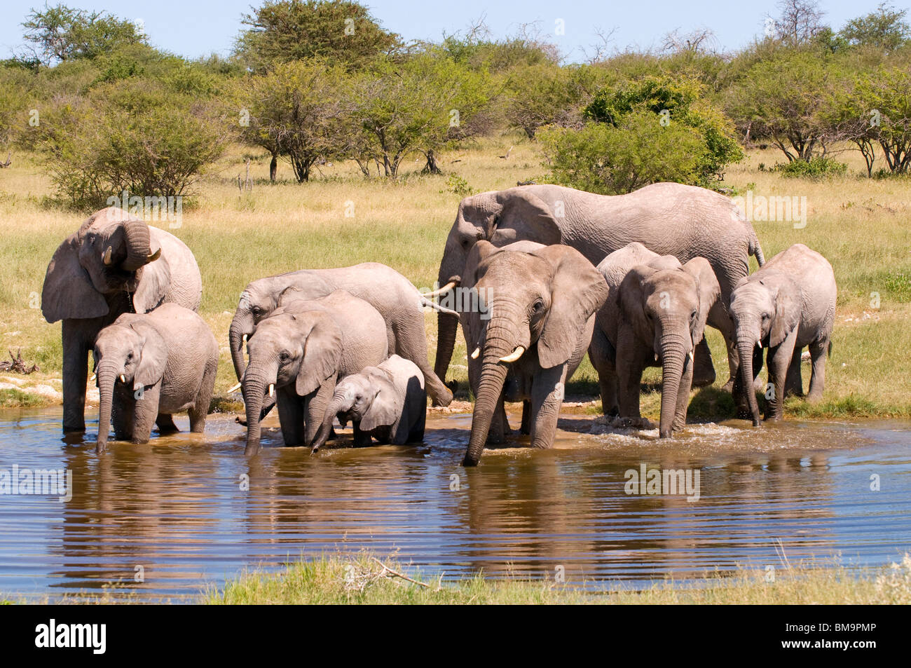 African elephants at a waterhole Stock Photo
