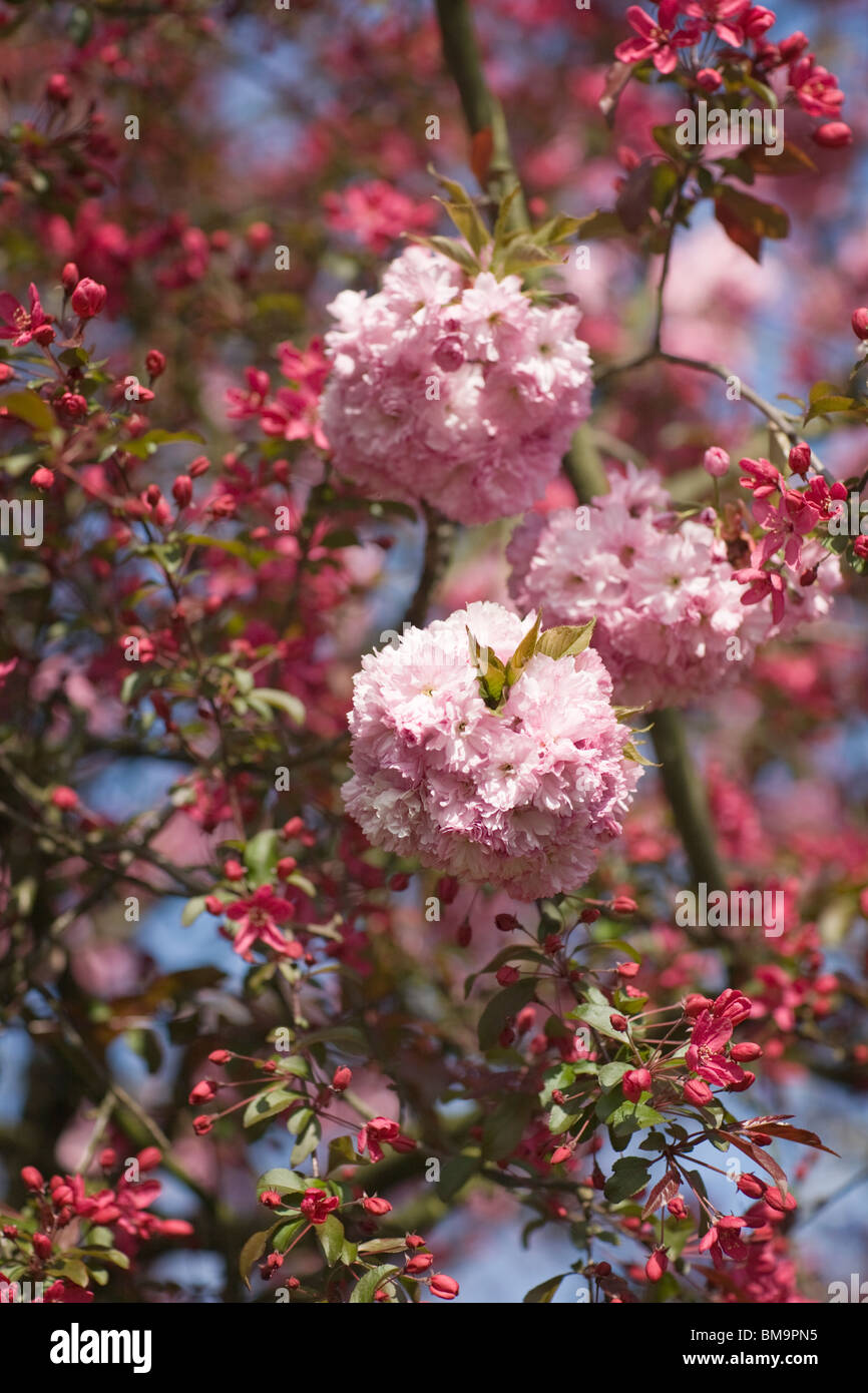 Sakura cherry blossom tree hi-res stock photography and images - Alamy