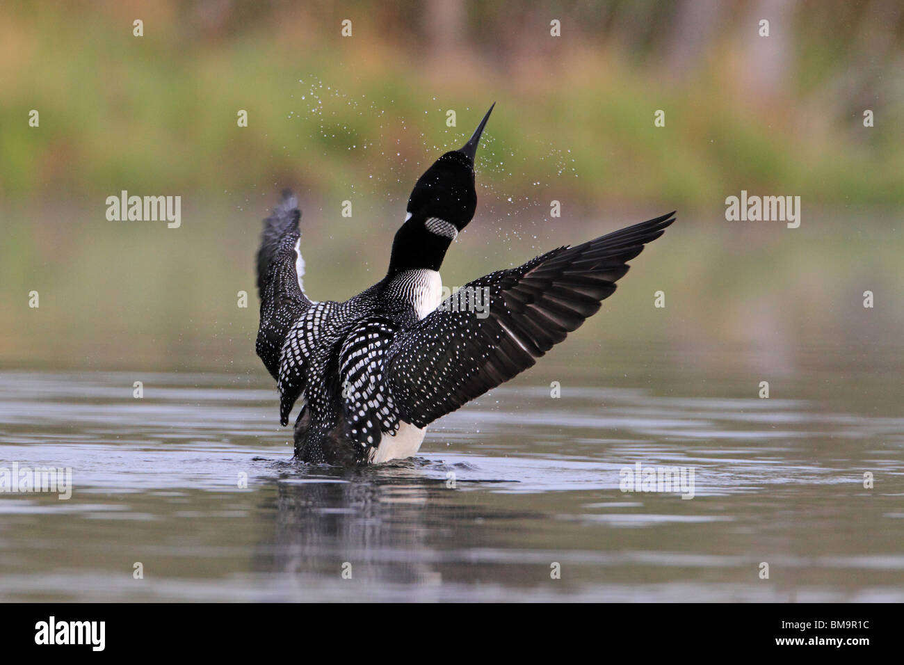 Common Loon, Northern Diver (gavia immer) from Northern Michigan Stock Photo