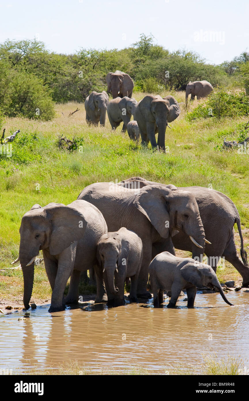 Elephant herd drinking at a waterhole Stock Photo