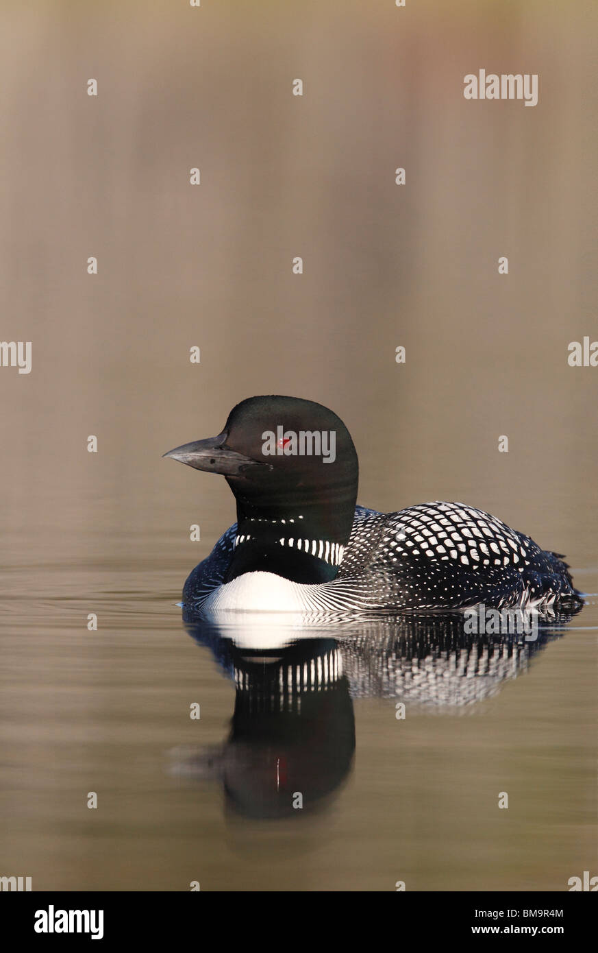 Common Loon, Northern Diver (gavia immer) from Northern Michigan Stock Photo