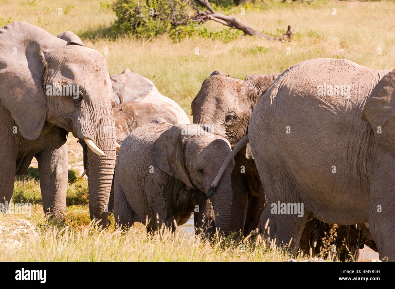 Elephants on the move Stock Photo