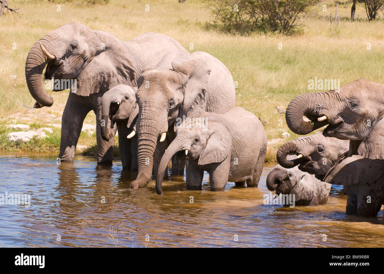 Elephants drinking in a waterhole Stock Photo