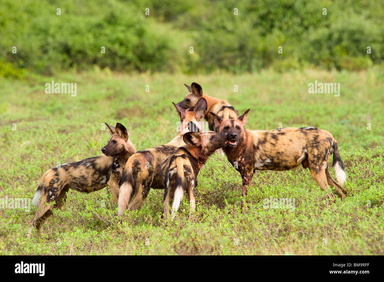 African Wild dog pack Stock Photo