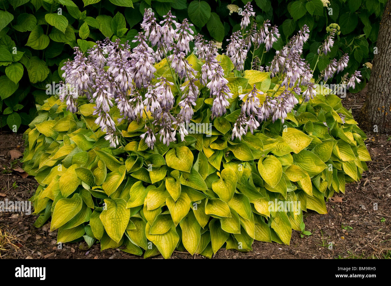 Hosta (Hosta Gold Edger), flowering. Stock Photo