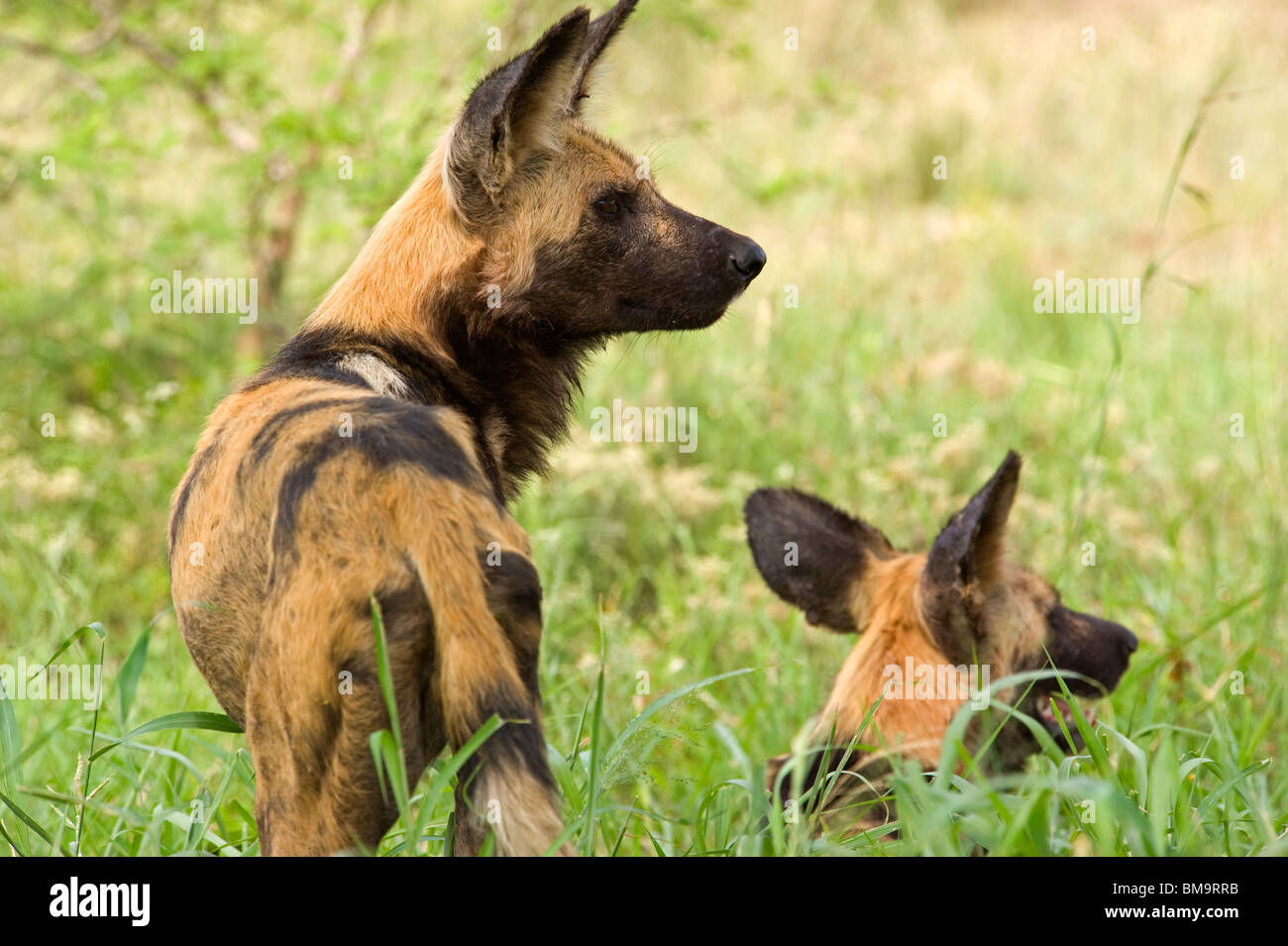 African Wild Dog Stock Photo - Alamy