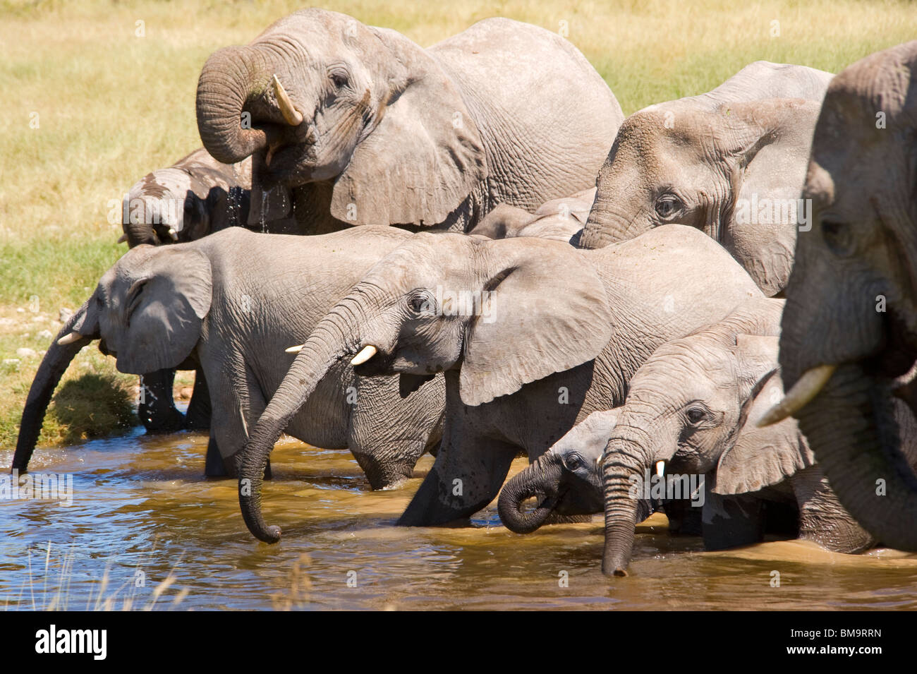 Elephant herd drinking at a waterhole Stock Photo