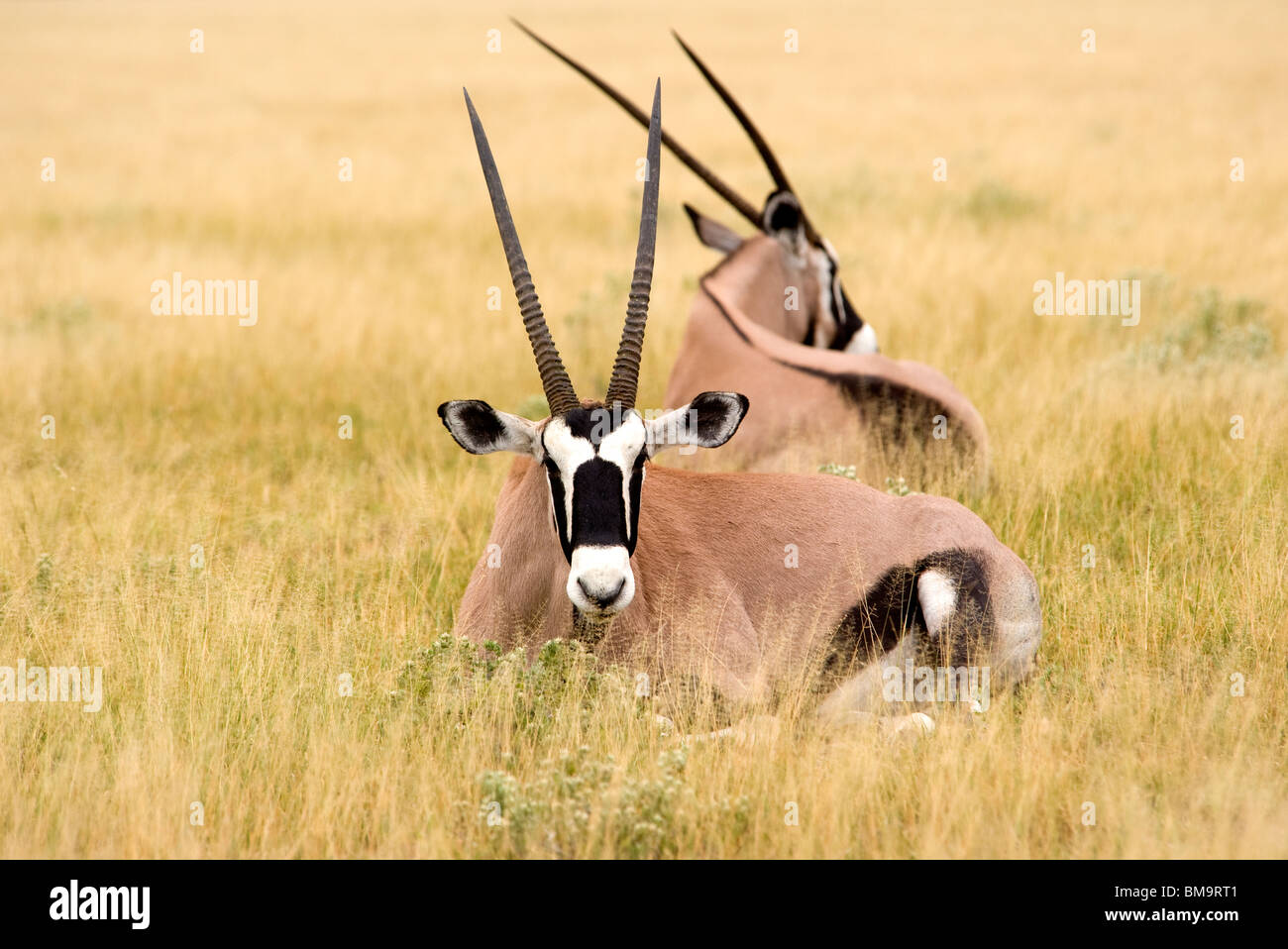 Gemsbok resting in the grass Stock Photo Alamy